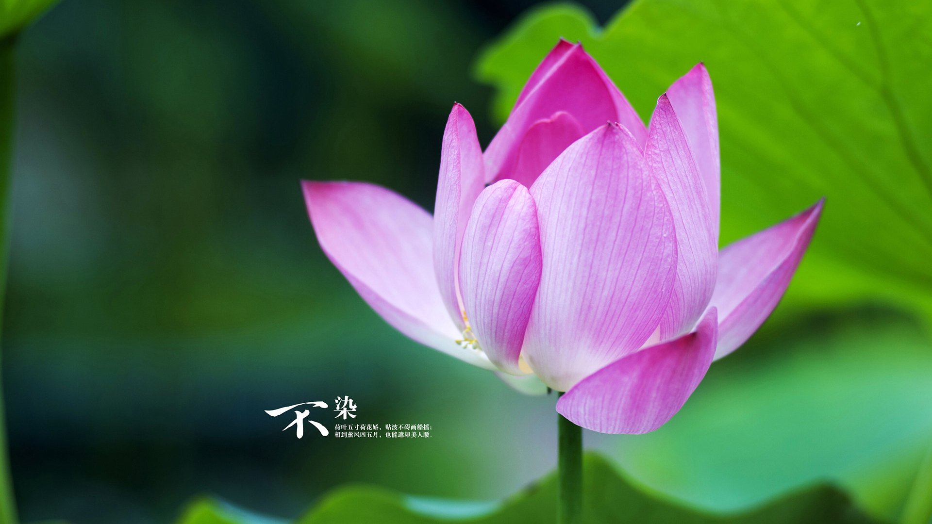 伊拉克中场魔术师卡瓦哈尔，用90分钟高能输出，强行终结委内瑞拉黄金一代