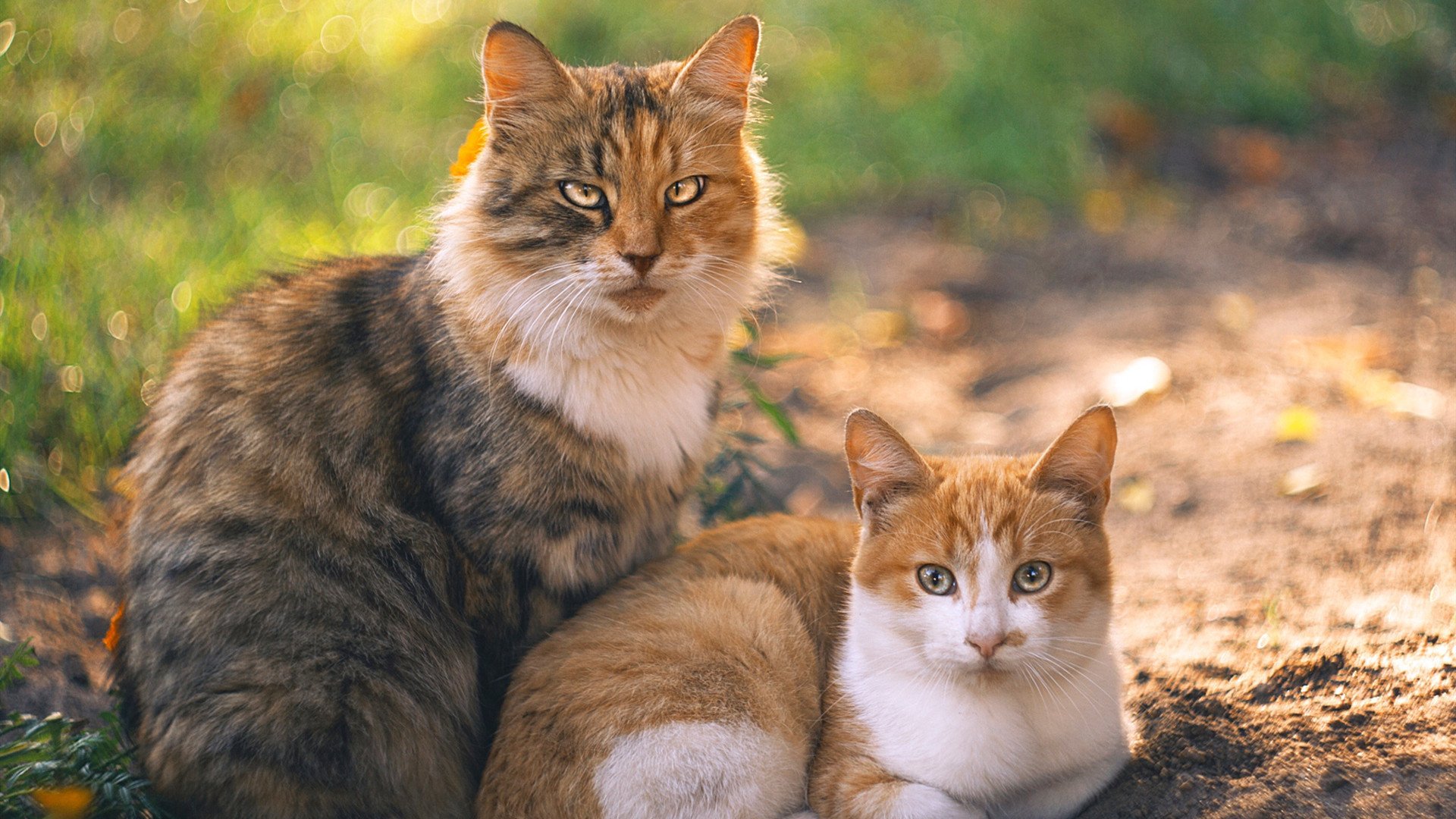 勇士加时险胜掘金,霍勒迪稳定输出如服务器永不掉线