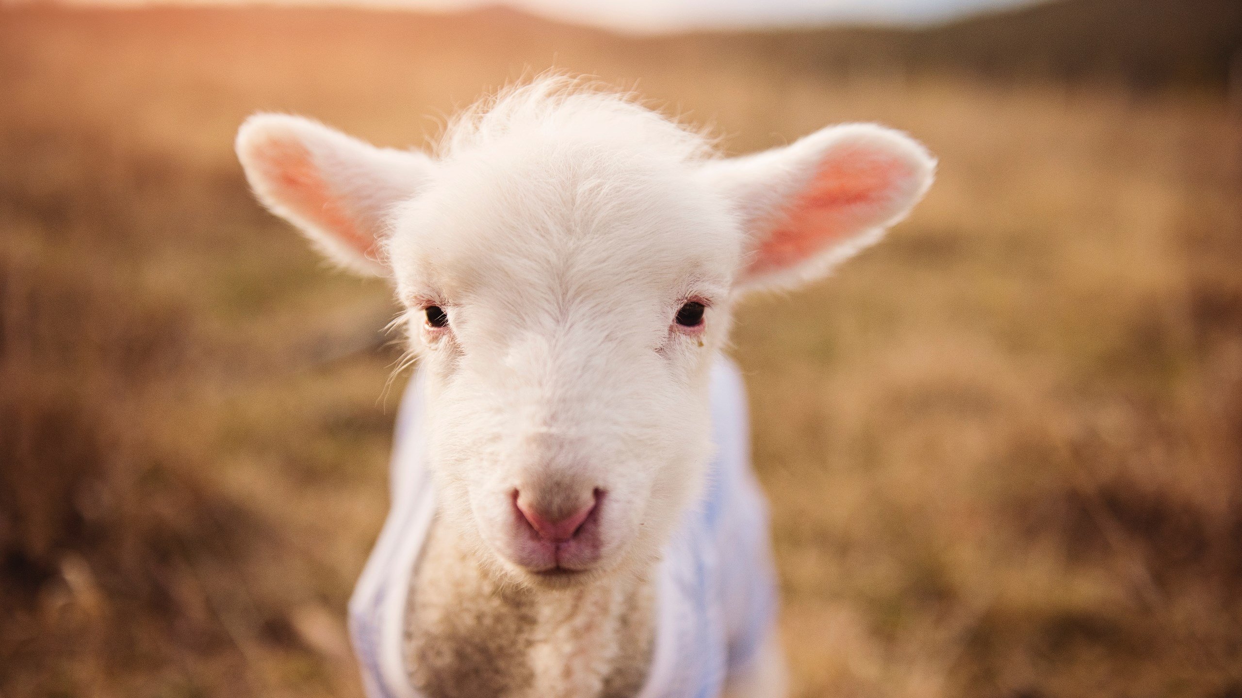 鏖战之后，山西突围鹈鹕！霍勒迪，今夜关键先生！