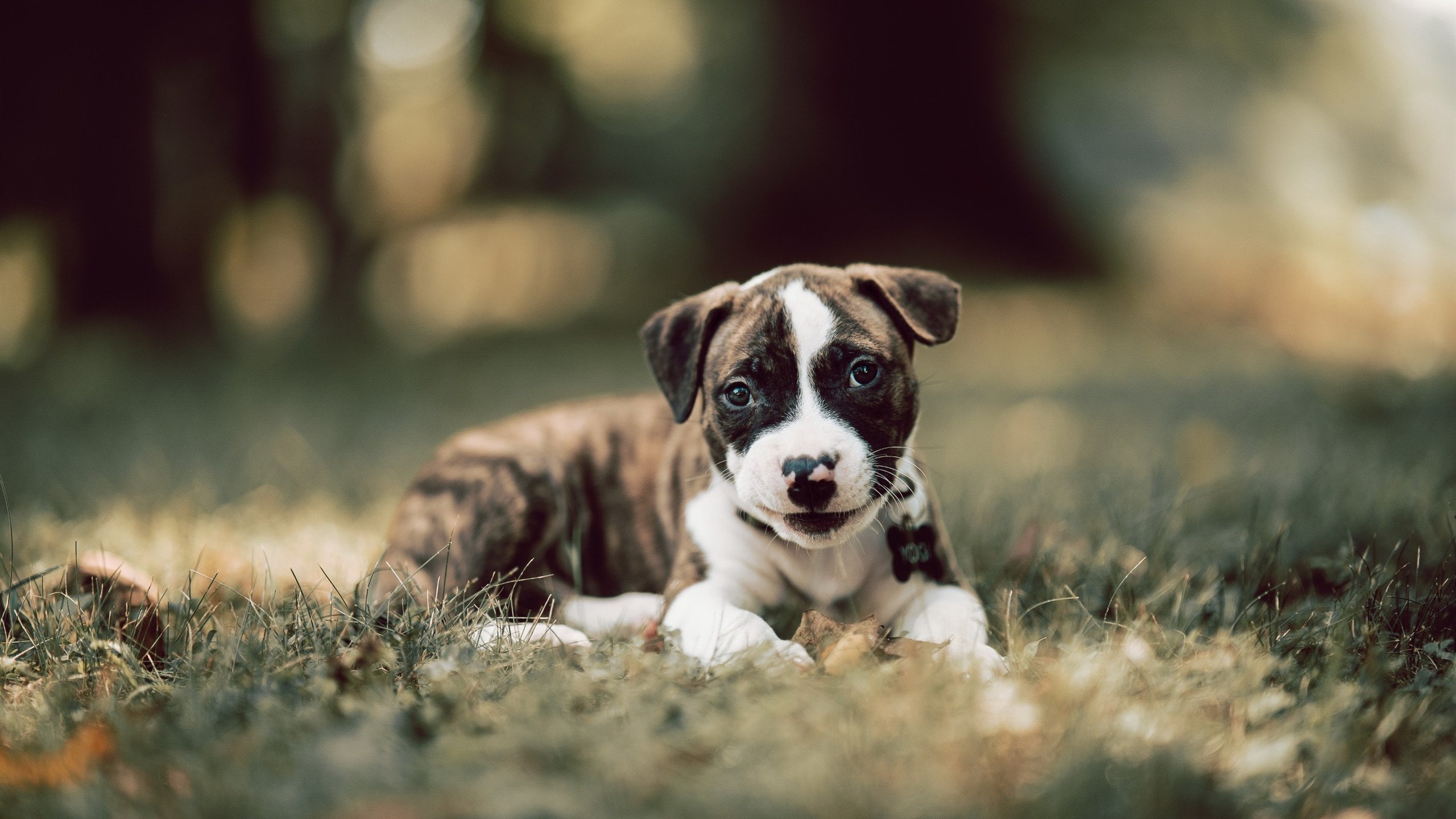 开云体育在线-压哨绝杀，新星主宰，萨卡一锤定音助里昂险胜塞维利亚