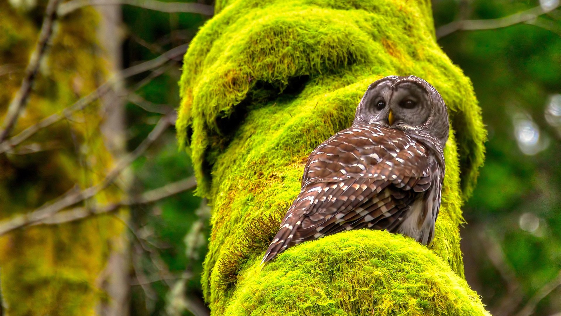 开云平台-哈弗茨表现堪称教科书，沙特巅峰对决，何以英格兰能胜出？