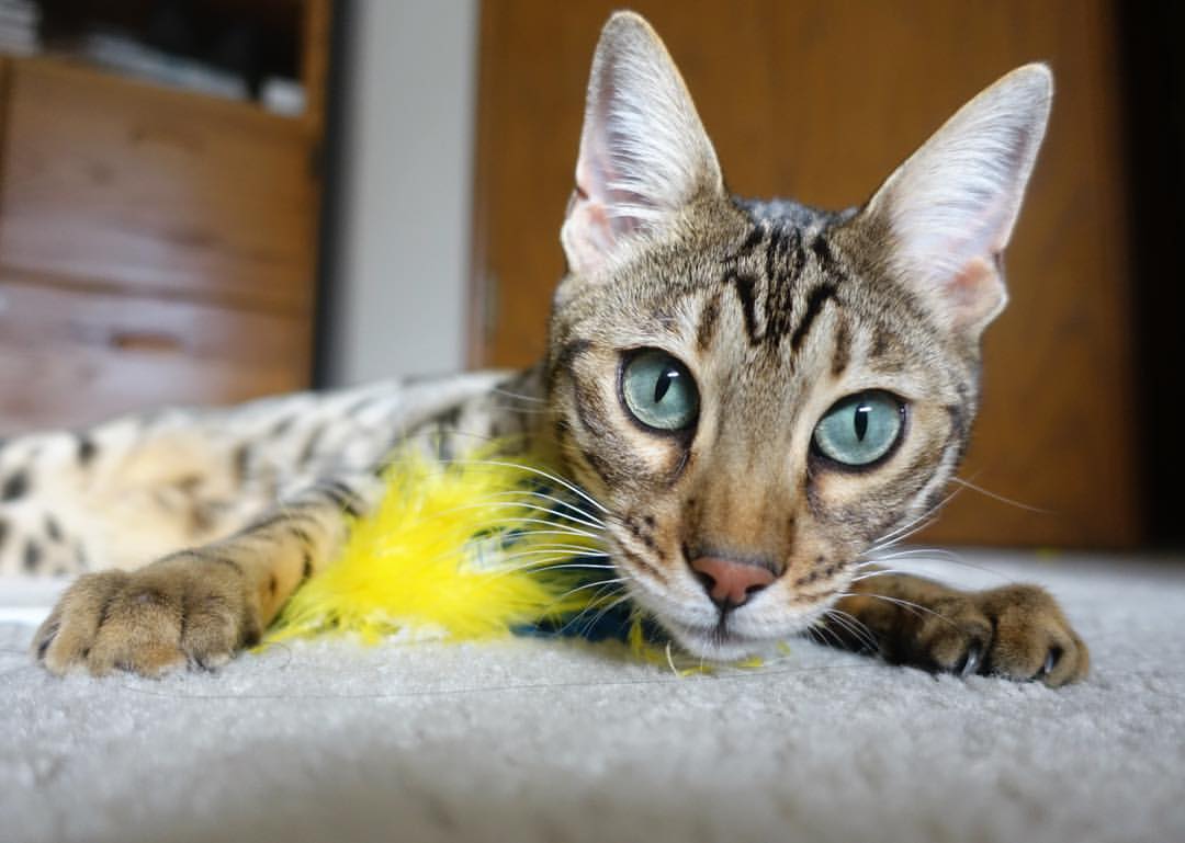 伪神黄昏，当法老之矛刺穿三狮军团，阿劳霍在温布利竖起丰碑