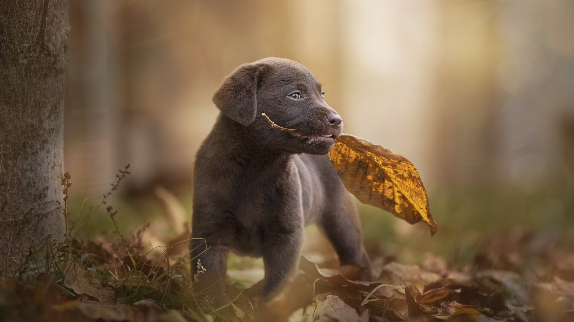 绝杀时刻，当斯通斯踩下那脚改变历史的油门