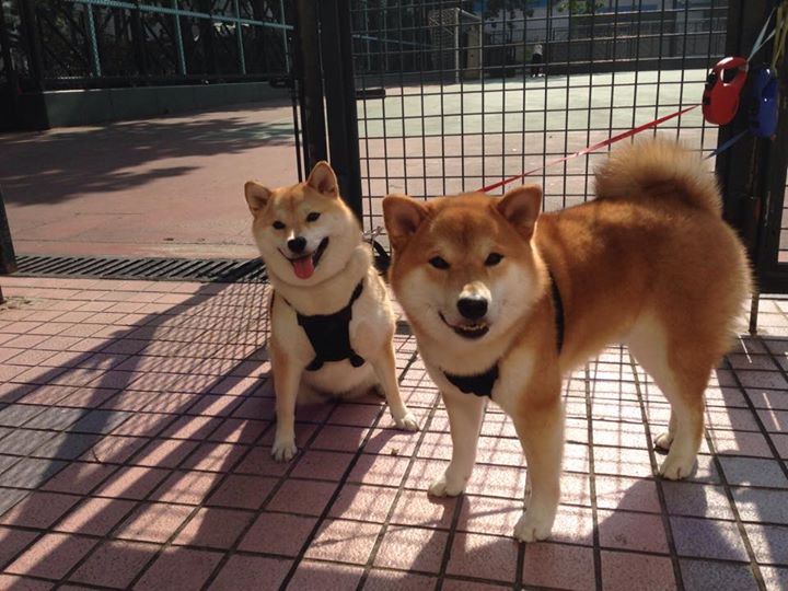 德甲争冠之夜，阿拉巴的关键节点连续得分