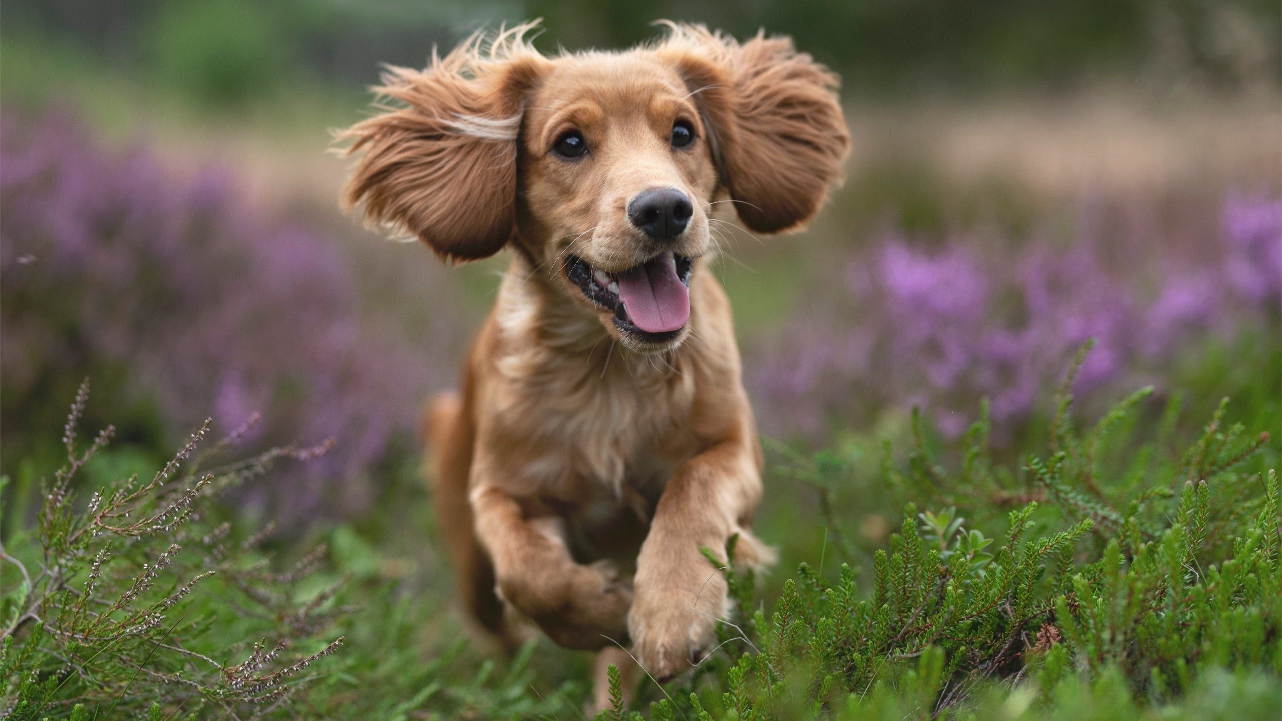 金戈铁马碾碎南美残梦,戈麦斯满分演绎英格兰的完美公式