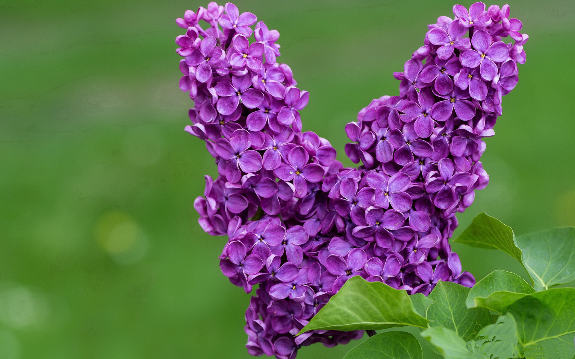 绝境之怒,锡安42分血洗深圳,压力之下方见真王