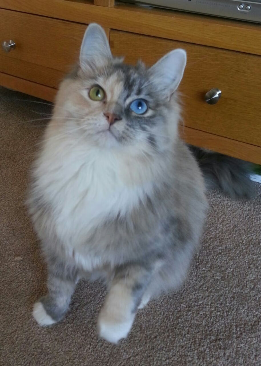 委内瑞拉硬仗取胜突尼斯，帕尔默关键时刻成英雄