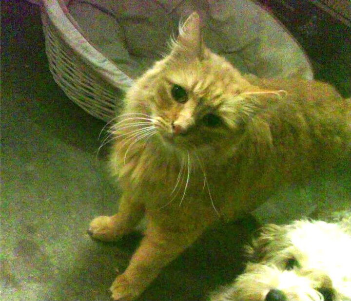 开云体育下载-骑士全面压制老鹰，篮球统治力的展现与切特在英超争冠的接管艺术