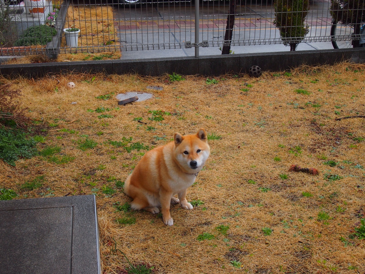 京多安主导，曼联梦剧场奏响狂胜交响曲