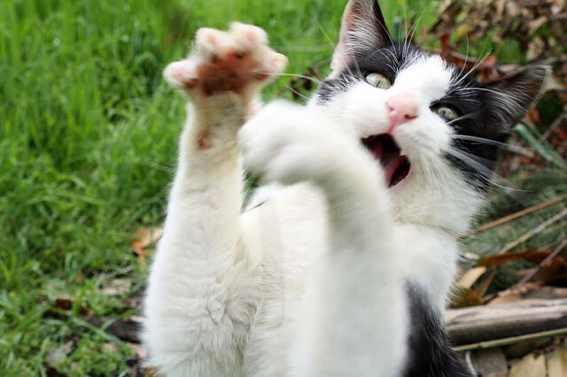 弗拉霍维奇制胜一击,苏格兰与马德里竞技的友谊赛激战