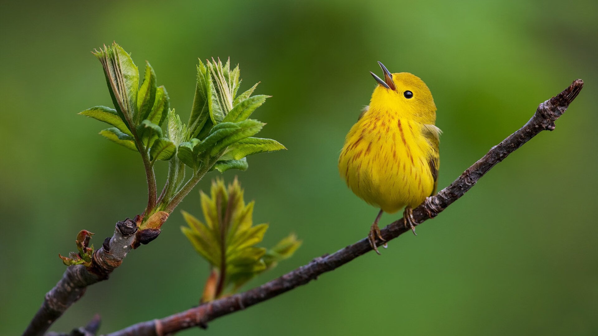 喀麦隆为何能终结中国队？金玟哉何以成为关键先生？