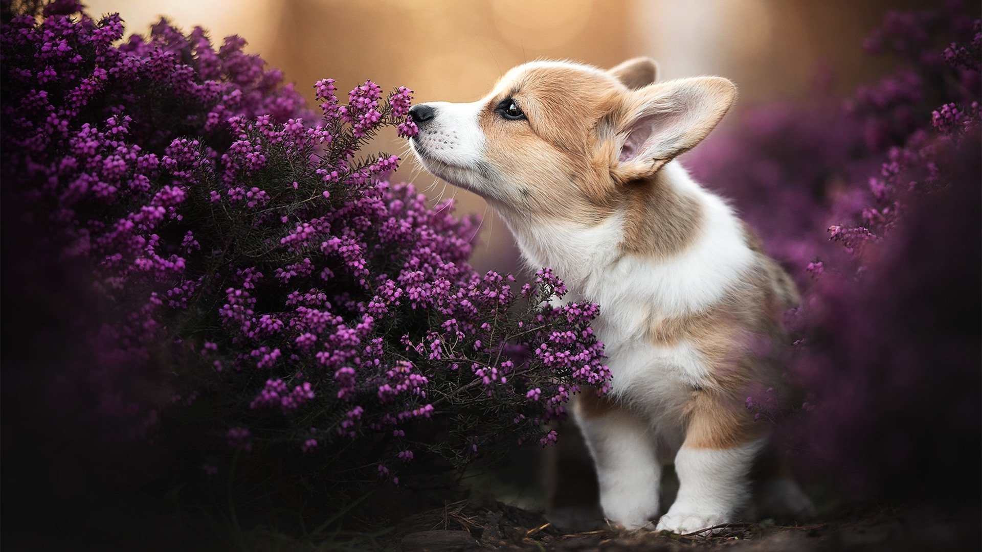 双王之战，广东队力克国王，爱德华兹运筹帷幄定乾坤