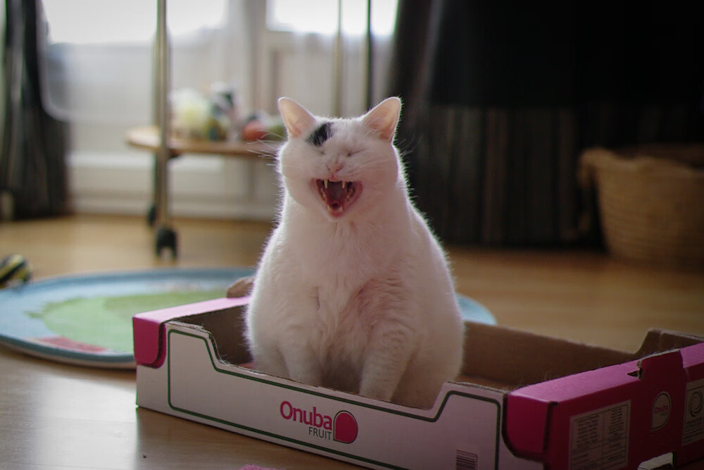 一剑封喉与单节风暴，竞技体育中那令人颤栗的爆发时刻