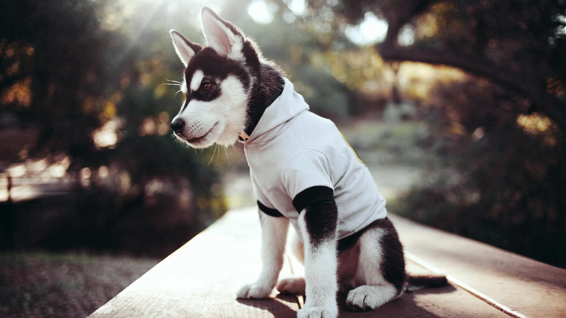 光芒万丈，拜仁完胜尤文，京多安成为关键先生