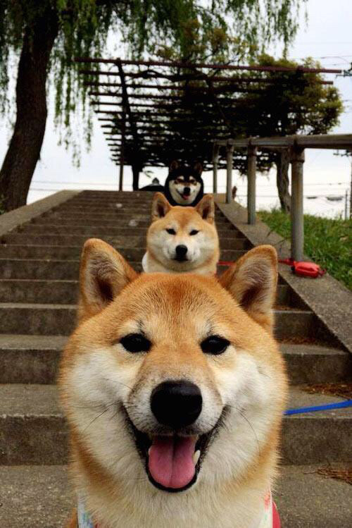 引擎轰鸣与肌肉碰撞，当极限速度遭遇铁血对抗，谁定义真正的战斗？