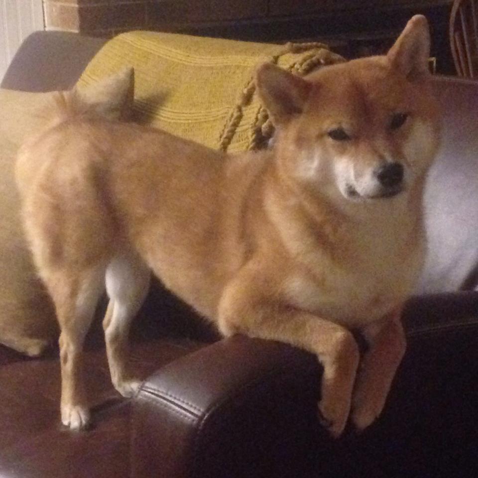 曼城强势问鼎欧洲之巅，奥亚尔萨瓦尔封神之战定乾坤